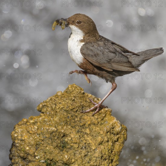 White-throated White-throated Dipper (Cinclus cinclus), standing on a tufa in front of a waterfall with insects in its beak, biosphere reserve, Swabian Alb, Baden-Württemberg, Germany