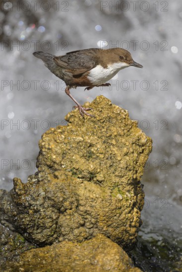 White-throated White-throated Dipper (Cinclus cinclus), standing on a tufa in front of a waterfall, biosphere reserve, Swabian Alb, Baden-Württemberg, Germany