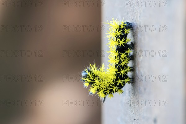 Close-up of a caterpillar of the species Leucanella viridescens with neon yellow spines as a deterrent, seen in a nature reserve in Buenos Aires, Argentina