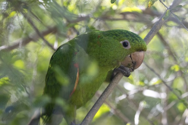 Close-up of a baboon parakeet (Psittacara leucophthalmus) in the wild, Buenos Aires, Argentina
