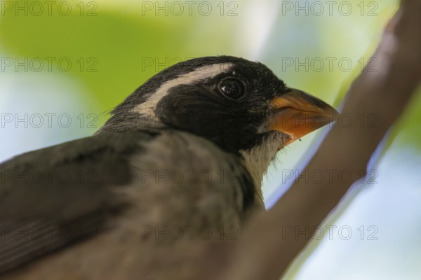 Golden-billed Saltator (Saltator aurantiirostris) in a tree, Buenos Aires, Argentina