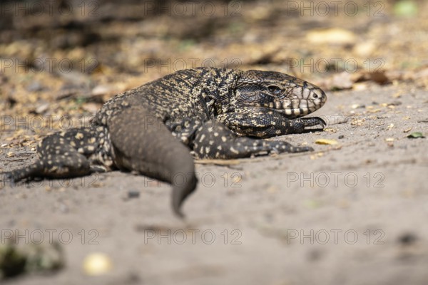 Golden tegu (Tupinambis teguixin) in the wild in a nature reserve in Buenos Aires, Argentina