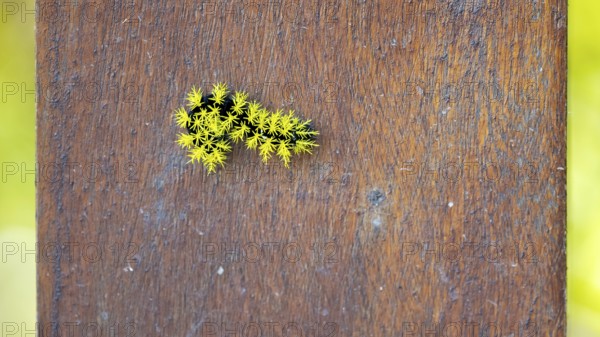 Leucanella viridescens caterpillar with neon yellow spines as a deterrent, seen in a nature reserve in Buenos Aires, Argentina