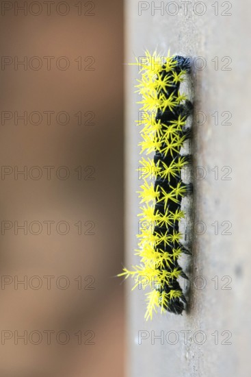 Close-up of a caterpillar of the species Leucanella viridescens with neon yellow spines as a deterrent, seen in a nature reserve in Buenos Aires, Argentina