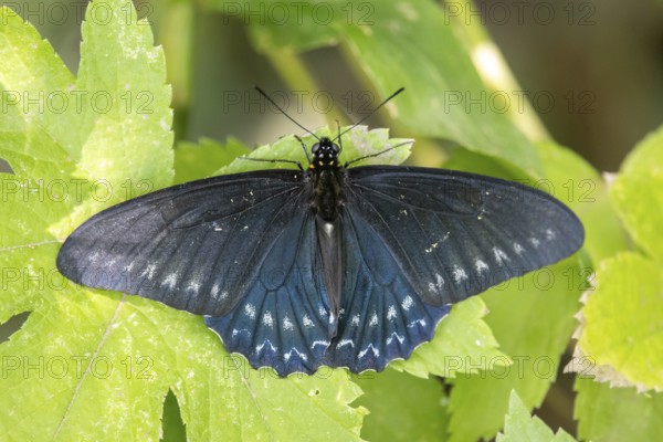 Black butterfly of the genus Borde de Jade (Battus polystictus) in a nature reserve, Buenos Aires, Argentina
