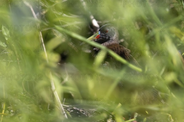 Grey rail (Pardirallus sanguinolentus) hidden in the swamp, in the wild, Buenos Aires, Argentina
