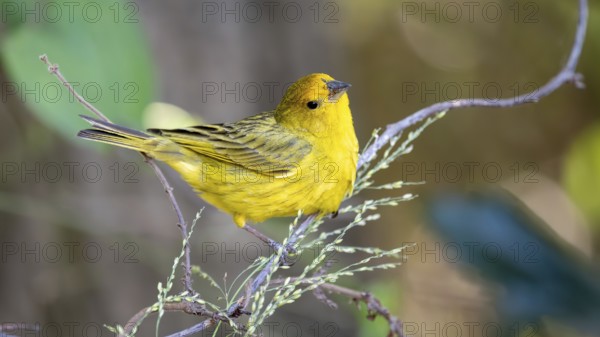 Saffron tanager (Sicalis flaveola) in the wild, Buenos Aires, Argentina