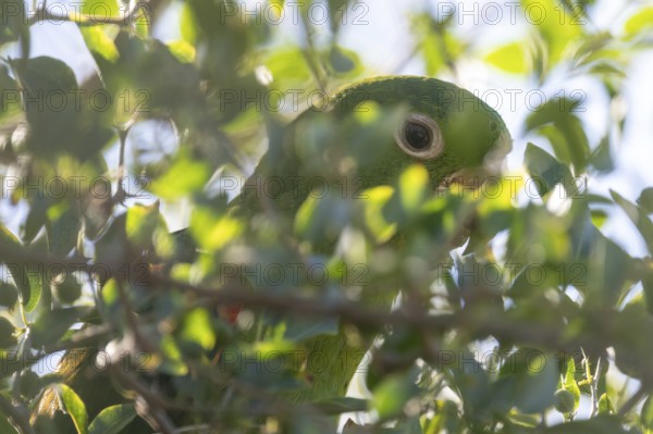 Close-up of the eye of a baboon parakeet (Psittacara leucophthalmus) in the wild, Buenos Aires, Argentina