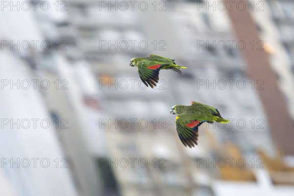 Two blue-fronted amazons (Amazona aestiva) in flight with buildings in the background, animals adapted to the big city, Buenos Aires, Argentina