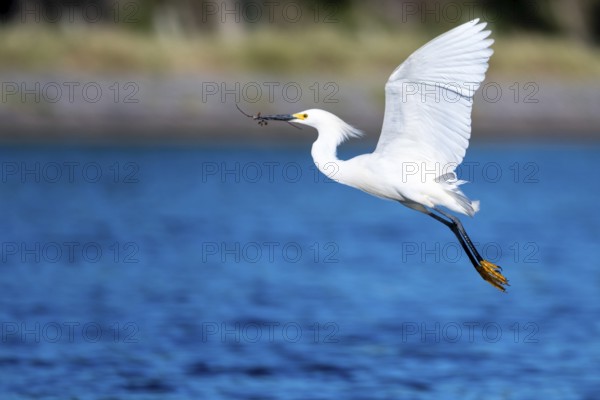 Great White Egret (Egretta thula) in flight, Buenos Aires, Argentina