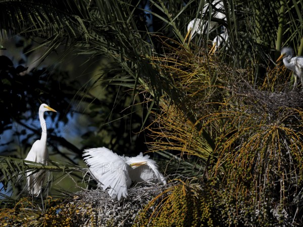 Great Egret (Ardea alba) defending its nest in a palm tree, Buenos Aires, Argentina