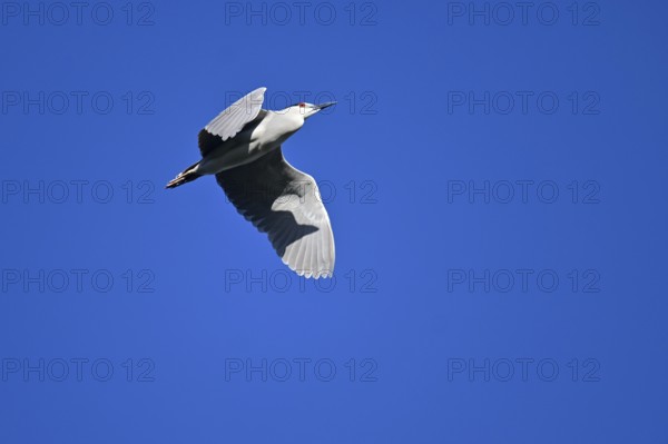 Night heron (Nycticorax nycticorax) in flight, Buenos Aires, Argentina