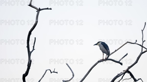 Night heron (Nycticorax nycticorax) on a bare branch, Buenos Aires, Argentina