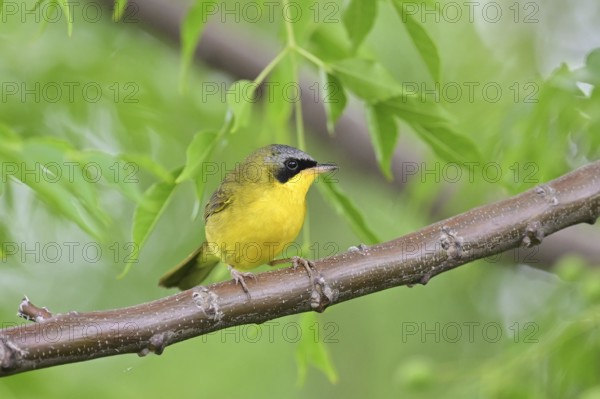 Brazilian yellowthroat (Geothlypis velata) in the wild, Buenos Aires, Argentina