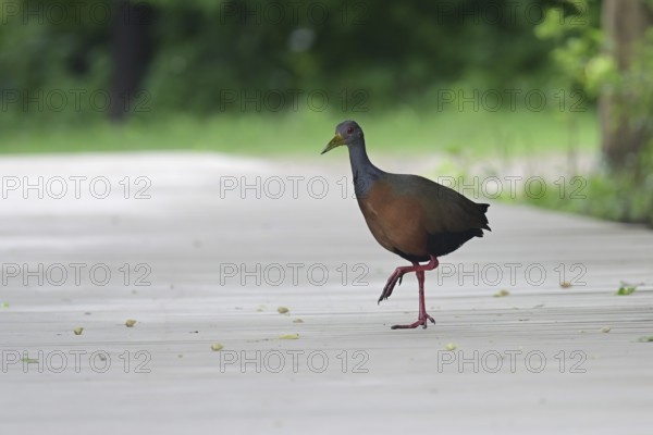 Cayenneralle (Aramides cajaneus) in a nature reserve in Buenos Aires, Argentina