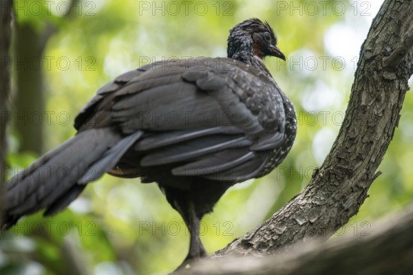 Bronze guan (Penelope obscura) in the wild, Buenos Aires, Argentina