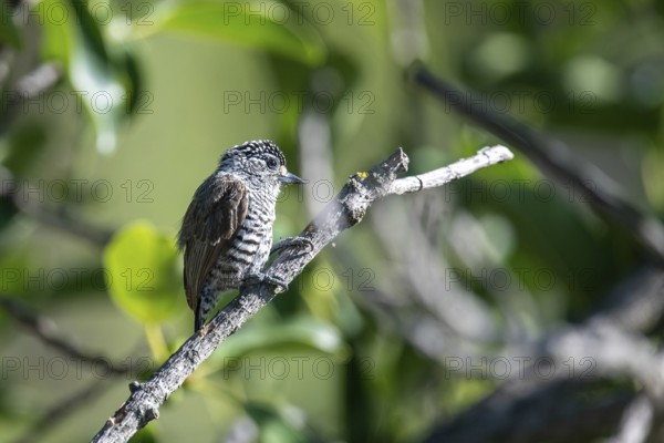Zebra woodpecker (Picumnus cirratus) in the wild, Buenos Aires, Argentina