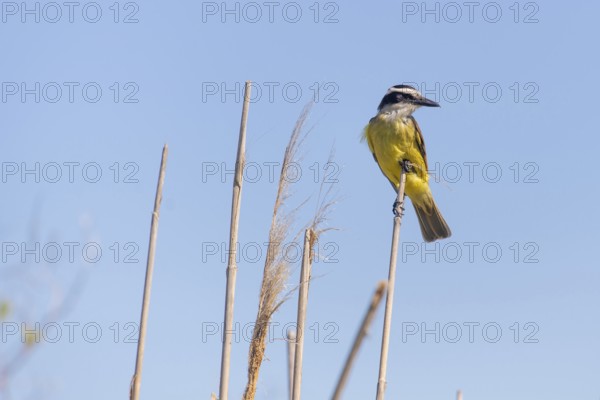 Sulphur-masked tyrant (Pitangus sulphuratus) in the wild, Buenos Aires, Argentina