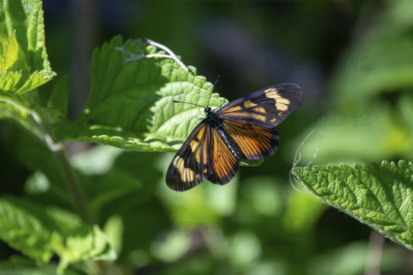 Butterfly of the species Perezosa grande (Actinote pyrrha pyrrha) in a nature reserve in Buenos Aires, Argentina