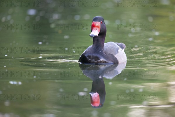 Rose-billed duck (Netta peposaca) on a lake in a park in Buenos Aires, Argentina