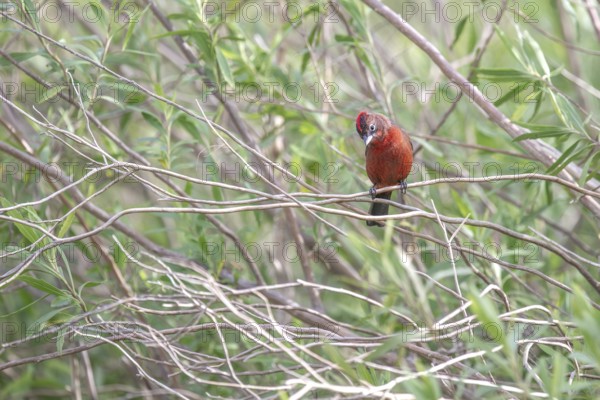 Red-crested Tanager (Coryphospingus cucullatus) in a bush in the wild, Buenos Aires, Argentina