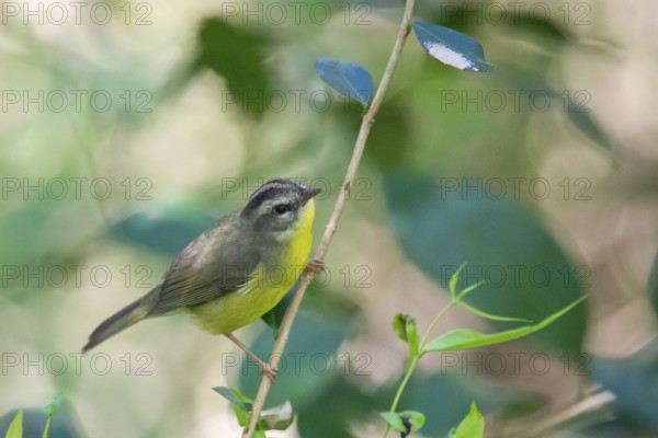Golden-crowned Warbler (Basileuterus culicivorus) in the wild, Buenos Aires, Argentina