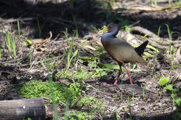 Cayenneralle (Aramides cajaneus) in a swamp in the wild, Buenos Aires, Argentina
