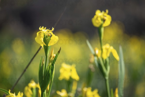 Swamp iris (Iris pseudacorus), an invasive species in South America, Buenos Aires, Argentina