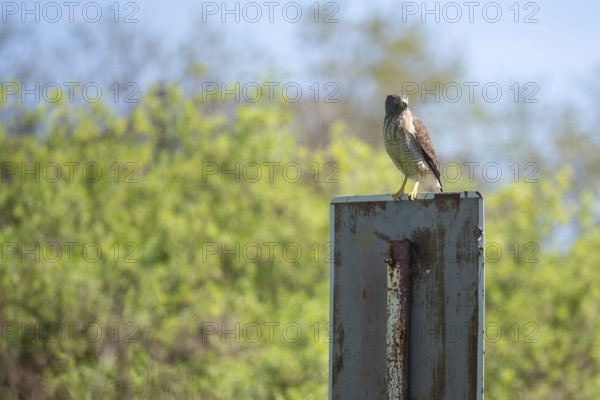 Common buzzard (Rupornis magnirostris) in the wild, Buenos Aires, Argentina