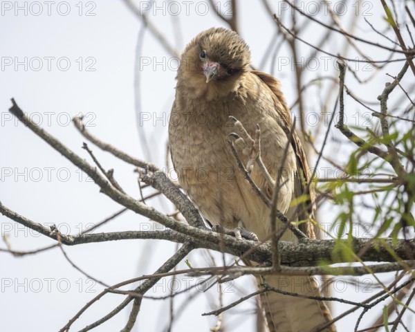 Chimango caracara (Daptrius chimango, syn.: Phalcoboenus chimango, Milvago chimango) in a tree in the wild, Buenos Aires, Argentina
