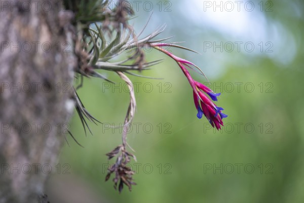 Red bromeliad on a tree, Buenos Aires, Argentina