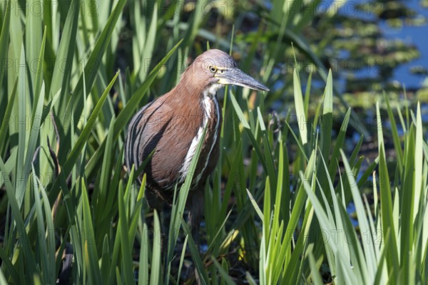 Marbled heron (Tigrisoma lineatum) in the reeds in the wild, Buenos Aires, Argentina