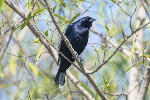 Silky cowbird (Molothrus bonariensis) male in the wild, Buenos Aires, Argentina