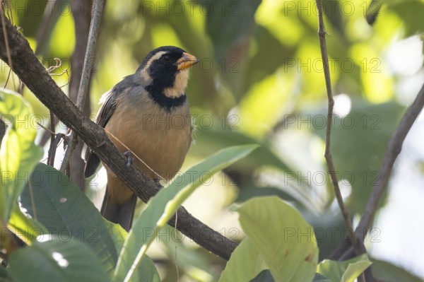 Golden-billed Saltator (Saltator aurantiirostris) in a tree in the wild, Buenos Aires, Argentina