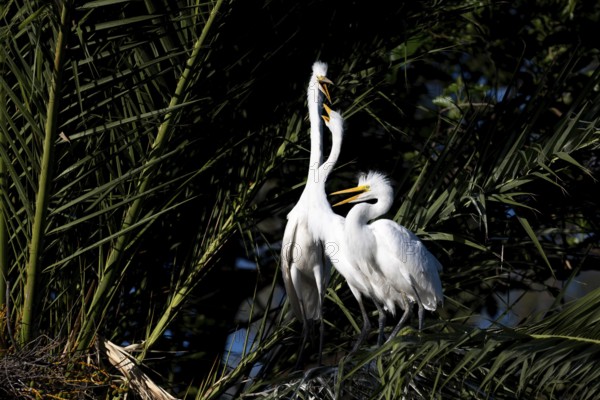 Great White Egret (Ardea alba) in a palm tree, offspring begging for food, Buenos Aires, Argentina