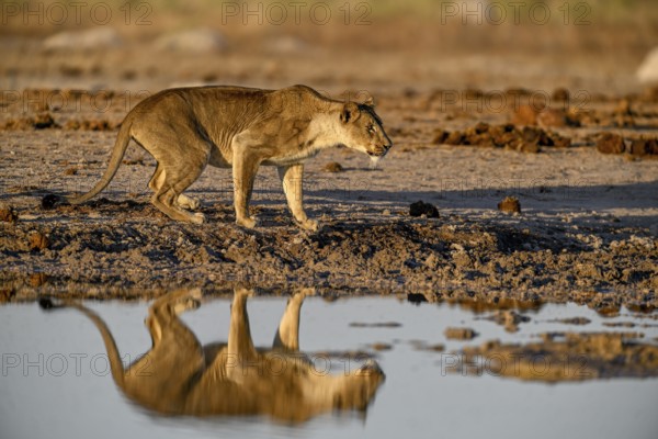 Lioness (Panthera leo) in the morning light at the Nxai Pan waterhole, reflection, Nxai Pan National Park, near Gweta, Central District, Botswana