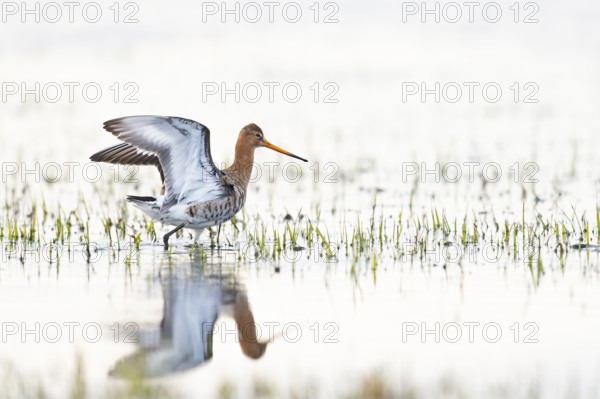 A black-tailed godwit (Limosa limosa) spreads its wings in the shallow water. Grasses reflect the light and create a tranquil natural scene, Dümmer nature park Park, Lower Saxony, Germany