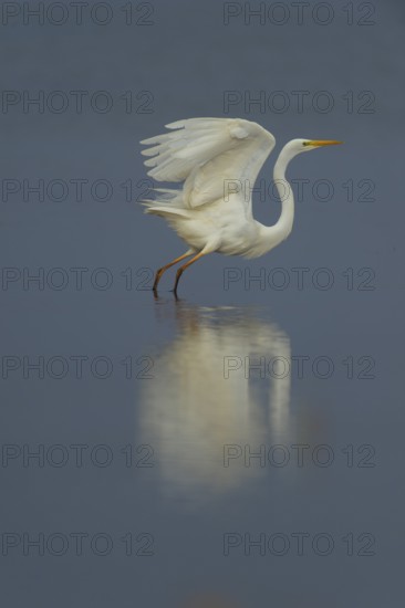 A soaring white egret (Egretta alba) reflected in the calm water, Dümmer nature park Park, Lower Saxony, Germany