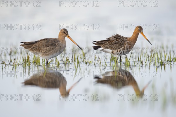 Two black-tailed godwits (Limosa limosa) standing in shallow water, reflecting the surroundings, Dümmer nature park Park, Lower Saxony, Germany