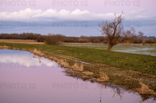 A single bare willow tree (Salix spec.) stands in a vast landscape under a pink sky at dusk at the Huntedeich near the mouth of the river Hunte, Dümmer nature park Park, Lower Saxony, Germany