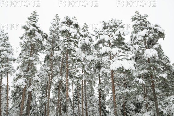 Deep snow-covered pine forest, near Jönköping, Jönköpings län, Sweden