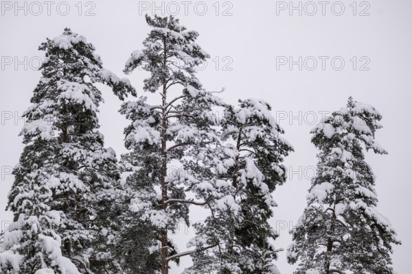 Snowy pines, near Jönköping, Jönköpings län, Sweden