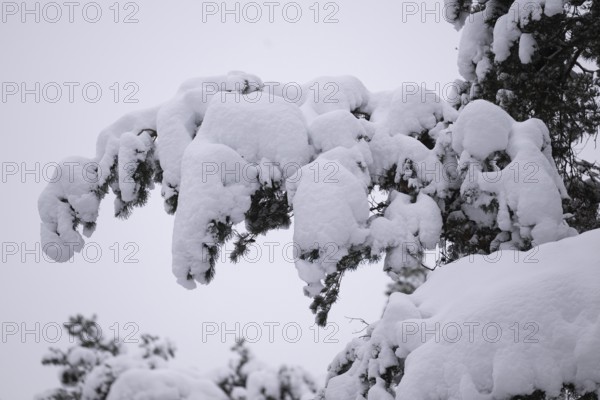 Snow-covered branch of a pine tree, near Jönköping, Jönköpings län, Sweden