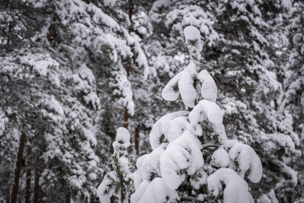 Snow-covered pine trees, near Jönköping, Jönköpings län, Sweden