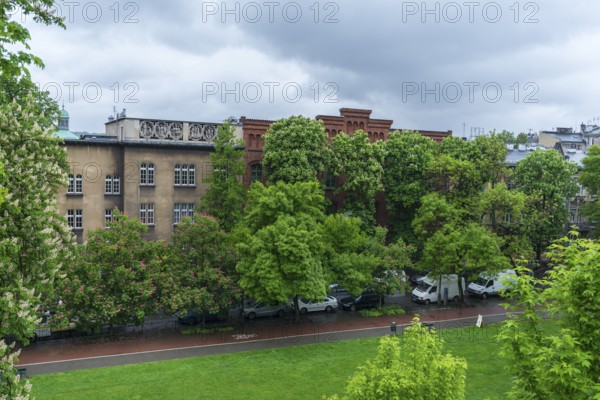 View of blossoming chestnuts (Castanea) from Wavel Hill, Krakow, Poland