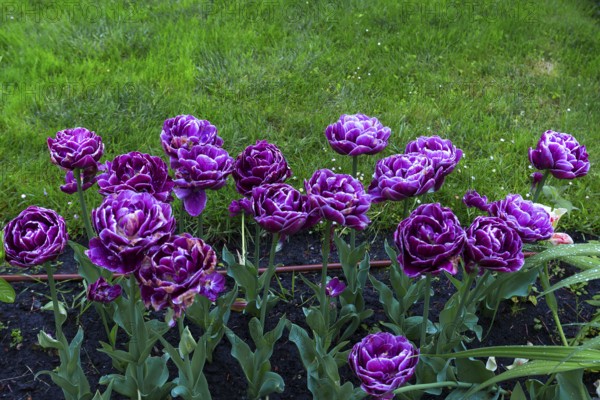 Tulips (Tulipoa) in the rain, Krakow, Poland