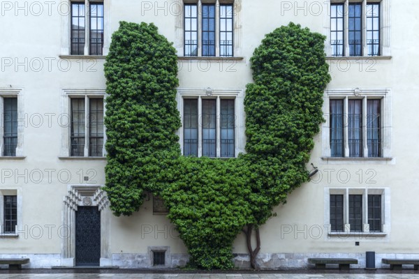 Climbing perennial in the courtyard on Wawel Hill, Krakow, Poland
