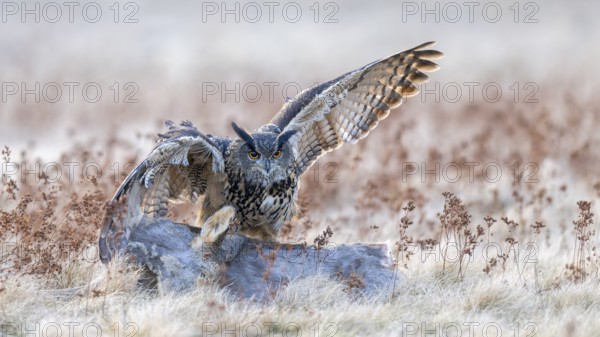 Eurasian Eagle-owl (Bubo bubo), on a roe deer (Capreolus capreolus), roadkill, Swabian Alb biosphere reserve, Baden-Württemberg, Germany