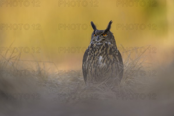 Eurasian Eagle-owl (Bubo bubo), sitting in a meadow in the last light, backlight, Swabian Alb biosphere reserve, Baden-Württemberg, Germany