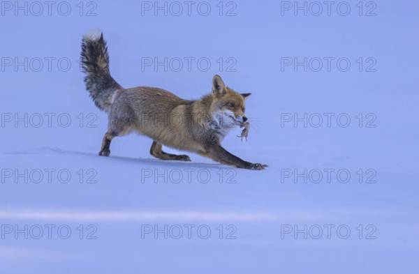 Red fox (Vulpes vulpes), with caught mouse on a meadow covered with snow, Swabian Alb biosphere reserve, Baden-Württemberg, Germany